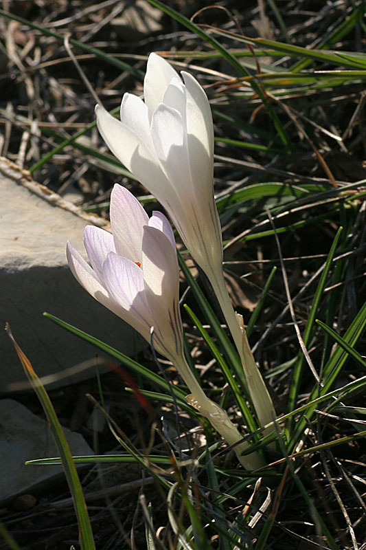 Crocus versicolor Ker-Gawl./Zafferano della Riviera